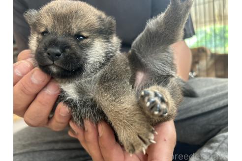 販売中の滋賀県の柴犬-389807の11枚目