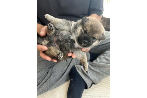 販売中の滋賀県の柴犬-389807の10枚目