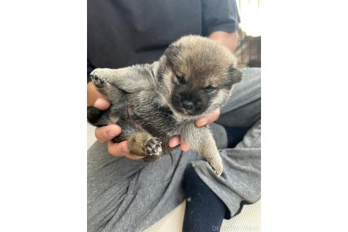 販売中の滋賀県の柴犬-389807の9枚目