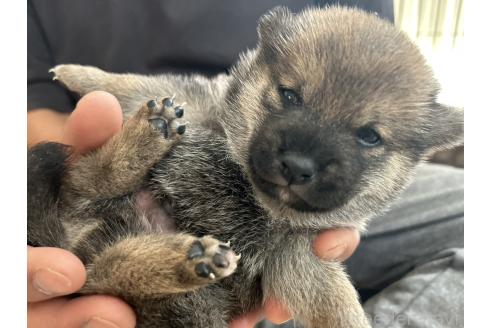 販売中の滋賀県の柴犬-389807の8枚目