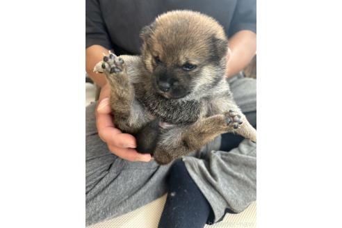 販売中の滋賀県の柴犬-389807の7枚目