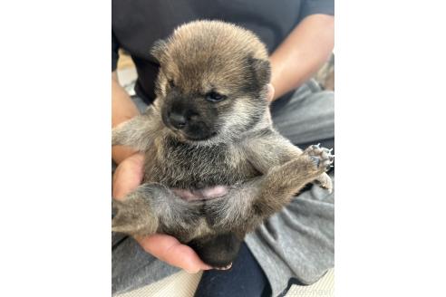 販売中の滋賀県の柴犬-389807の6枚目