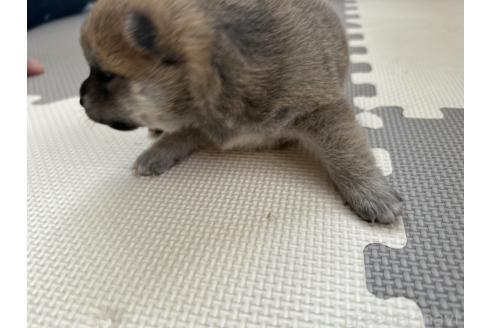 販売中の滋賀県の柴犬-389807の5枚目