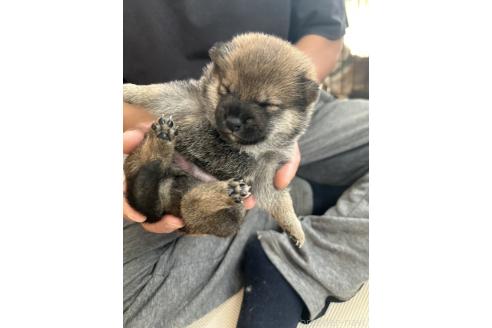 販売中の滋賀県の柴犬-389807の4枚目