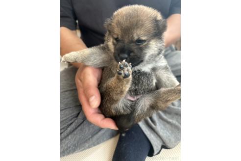 販売中の滋賀県の柴犬-389807の3枚目