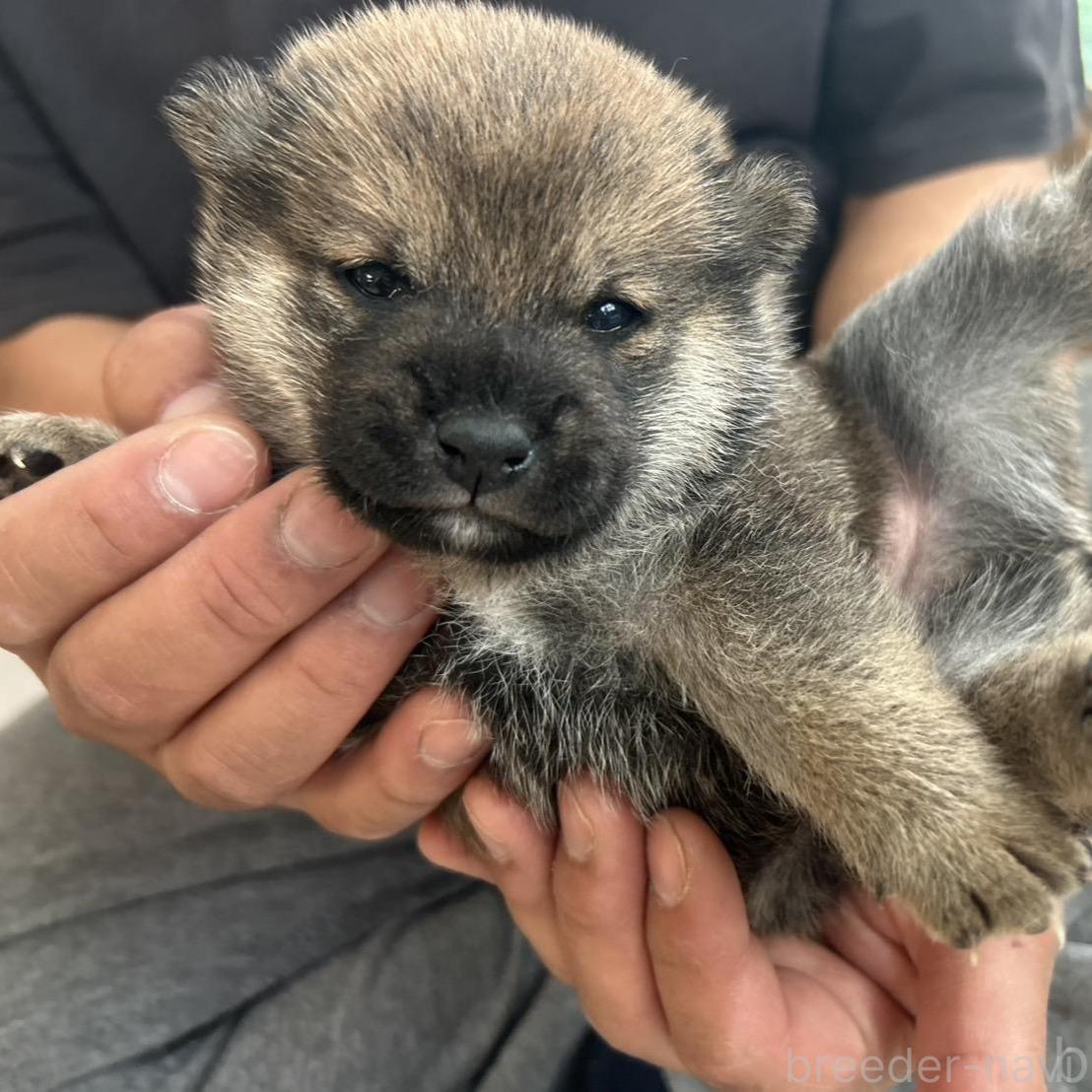 販売中の滋賀県の柴犬-389807の2枚目
