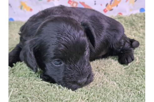 商談中の愛知県のミックス犬-389808の3枚目