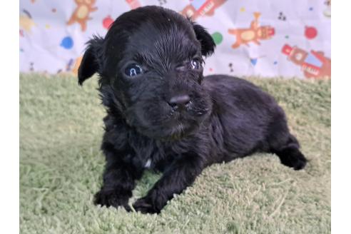 販売中の愛知県のミックス犬-389810