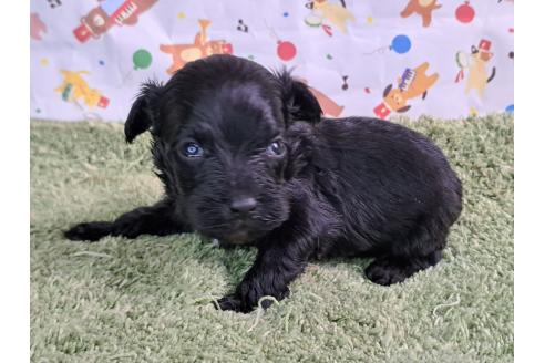 販売中の愛知県のミックス犬-389810の4枚目