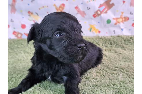 販売中の愛知県のミックス犬-389810の3枚目