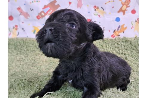 販売中の愛知県のミックス犬-389810の2枚目