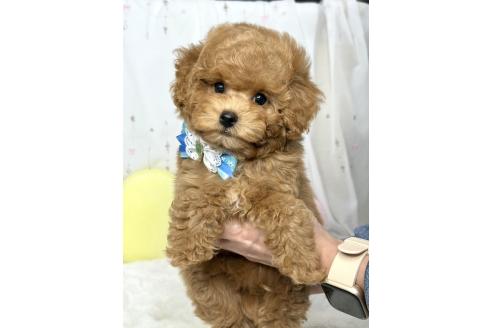 販売中の大阪府のタイニープードル-389814の10枚目