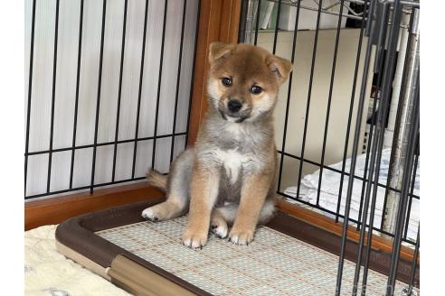販売中の岡山県の柴犬-384347の4枚目