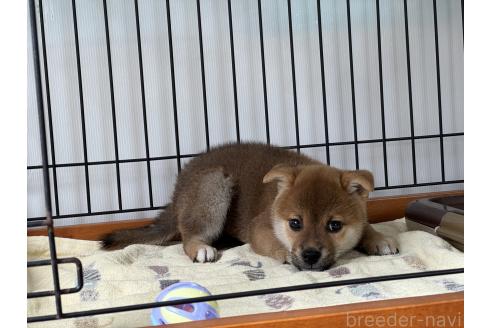 販売中の岡山県の柴犬-384347の3枚目