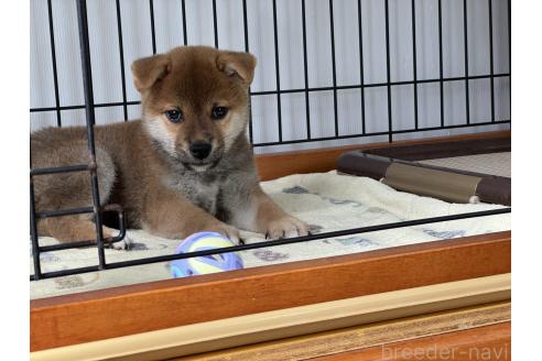 販売中の岡山県の柴犬-384347の2枚目
