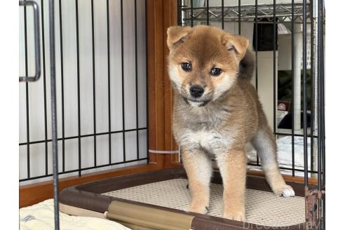 販売中のの柴犬-384347