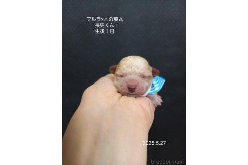 成約済の大阪府のティーカッププードル-389844の11枚目