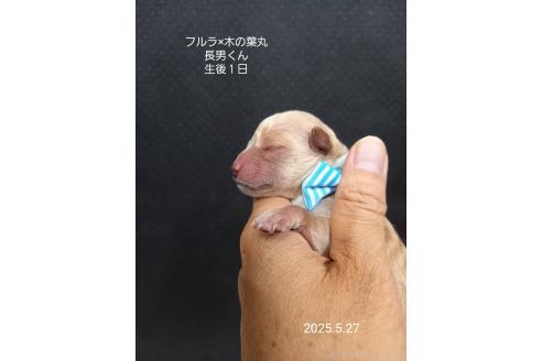 成約済の大阪府のティーカッププードル-389844の10枚目