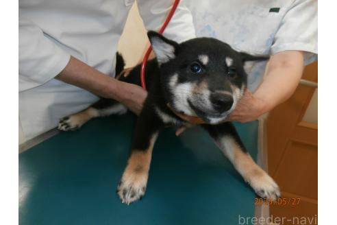 販売中の大阪府の柴犬-389680の3枚目