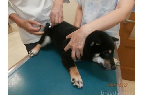 販売中の大阪府の柴犬-389680の2枚目