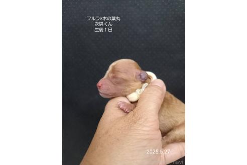 販売中の大阪府のティーカッププードル-389846の12枚目