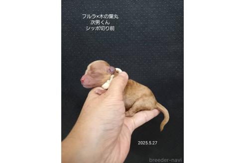 販売中の大阪府のティーカッププードル-389846の11枚目
