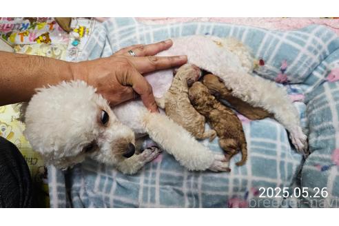 販売中の大阪府のティーカッププードル-389846の10枚目