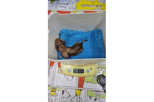 販売中の大阪府のティーカッププードル-389846の8枚目