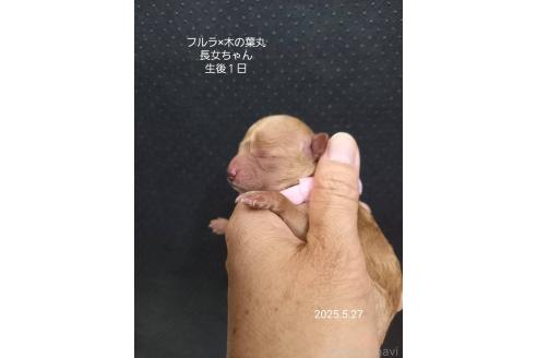 販売中の大阪府のティーカッププードル-389848の13枚目