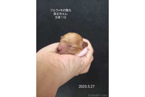 販売中の大阪府のティーカッププードル-389848の12枚目