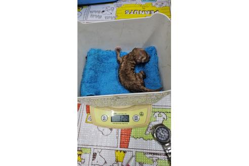 販売中の大阪府のティーカッププードル-389848の6枚目
