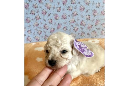 販売中の京都府のタイニープードル-388433の36枚目