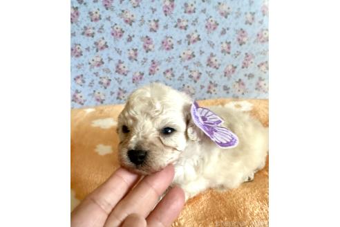 販売中の京都府のタイニープードル-388433の35枚目