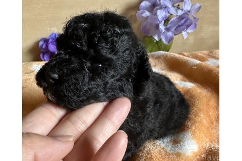成約済の京都府のトイプードル-389853の9枚目