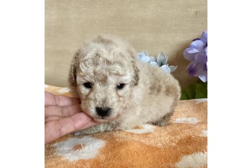販売中の京都府のトイプードル-389855の21枚目