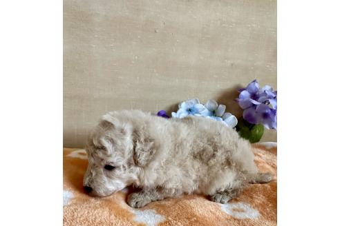 販売中の京都府のトイプードル-389855の20枚目