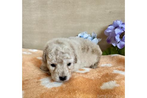 販売中の京都府のトイプードル-389855の19枚目