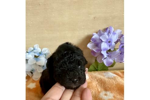 販売中の京都府のトイプードル-389857の18枚目