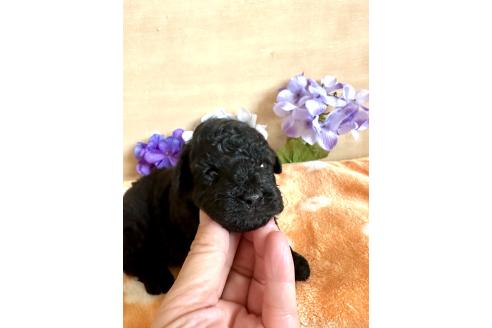 販売中の京都府のトイプードル-389857の12枚目