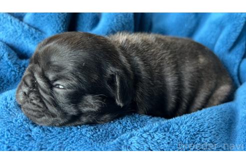 販売中の秋田県のミックス犬-389859の4枚目