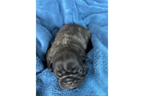 販売中の秋田県のミックス犬-389859の3枚目