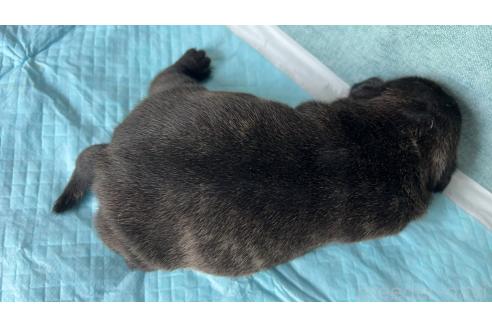 販売中の秋田県のミックス犬-389859の2枚目