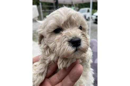 販売中の栃木県のマルプー:マルチーズ×トイプードル-383401の4枚目