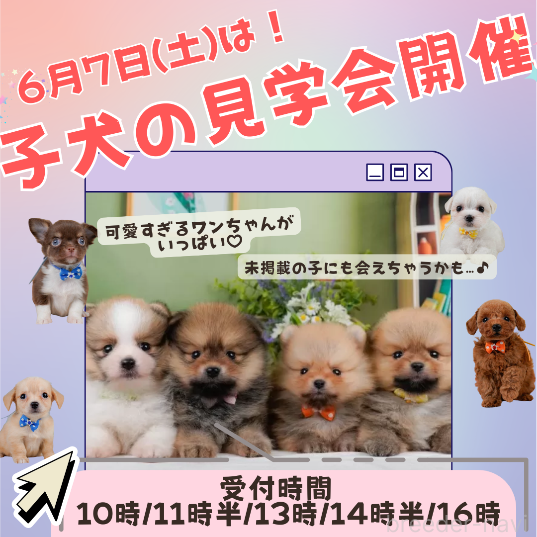 販売中の神奈川県のマルチーズ-381811の3枚目