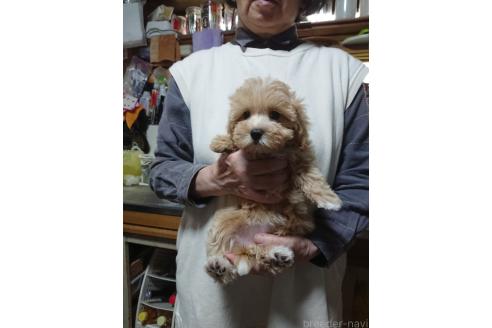 販売中の栃木県のマルプー:マルチーズ×トイプードル-389874の3枚目