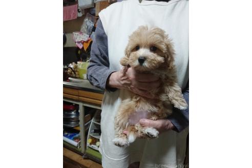 販売中の栃木県のマルプー:マルチーズ×トイプードル-389874の2枚目