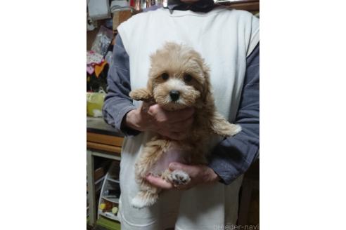 販売中の栃木県のマルプー:マルチーズ×トイプードル-389874
