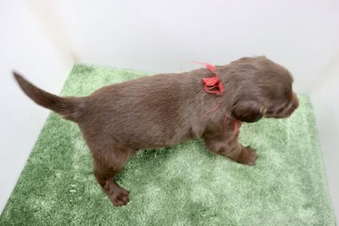 成約済の群馬県のフラットコーテッドレトリーバー-389870の3枚目