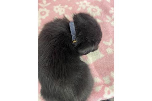 販売中の長野県のミックス犬-389871の6枚目