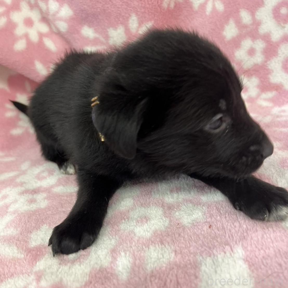 販売中の長野県のミックス犬-389871の5枚目